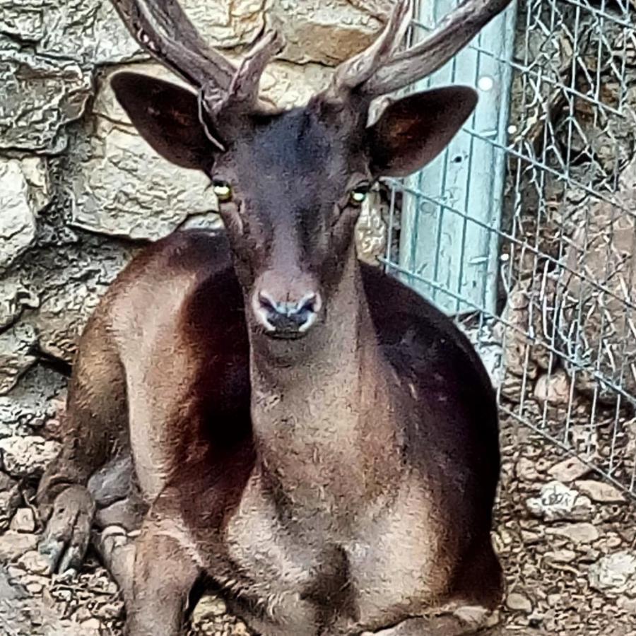 Oneiropagidasuites Калаврита Экстерьер фото